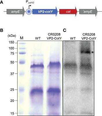 Bacillus subtilis Expressing the Infectious Pancreatic Necrosis Virus VP2 Protein Retains Its Immunostimulatory Properties and Induces a Specific Antibody Response